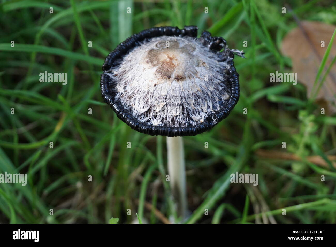 Nahaufnahme eines schwarzen Kruste roting Wild Mushroom im Gras Stockfoto