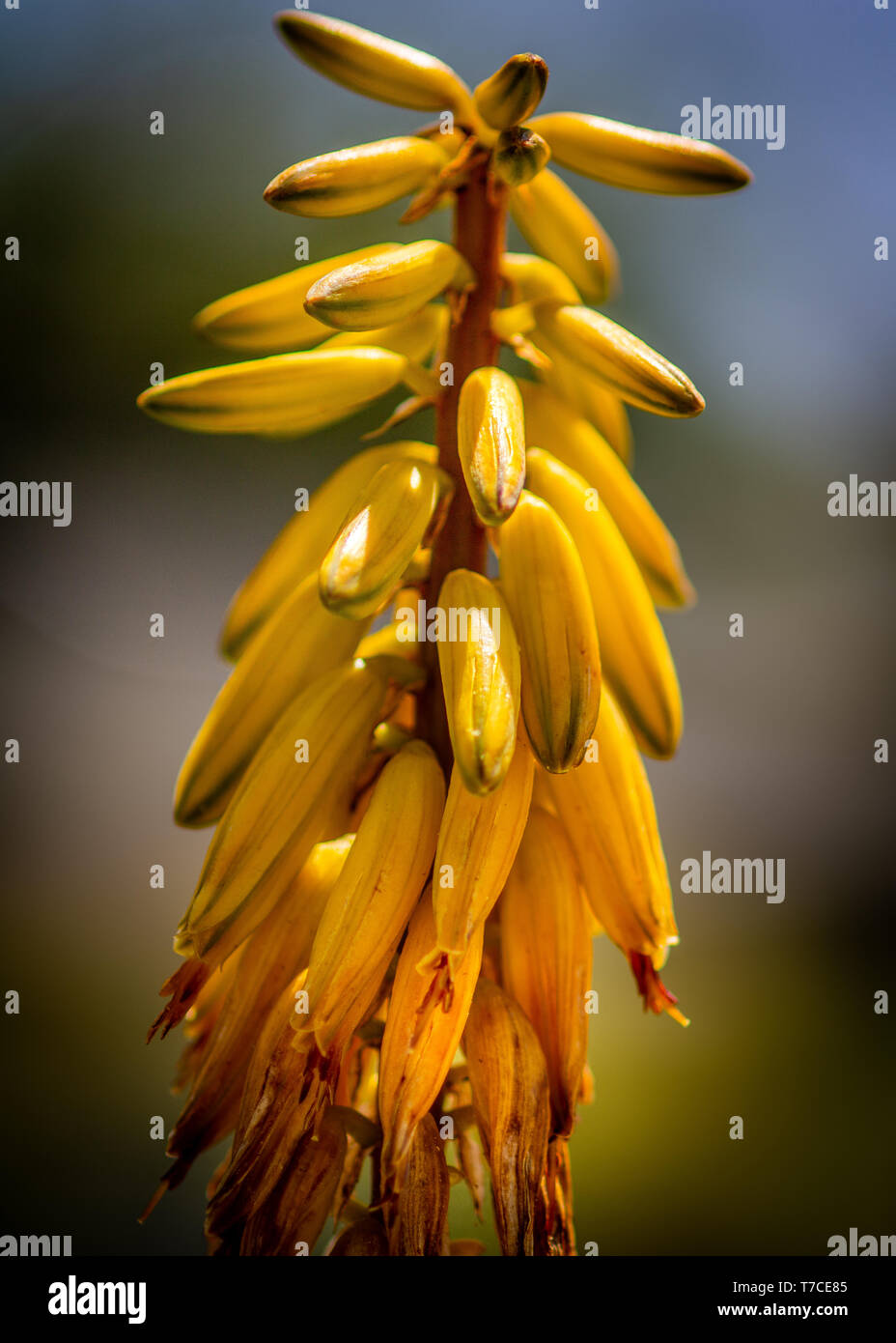 Aloe Vera Stockfoto