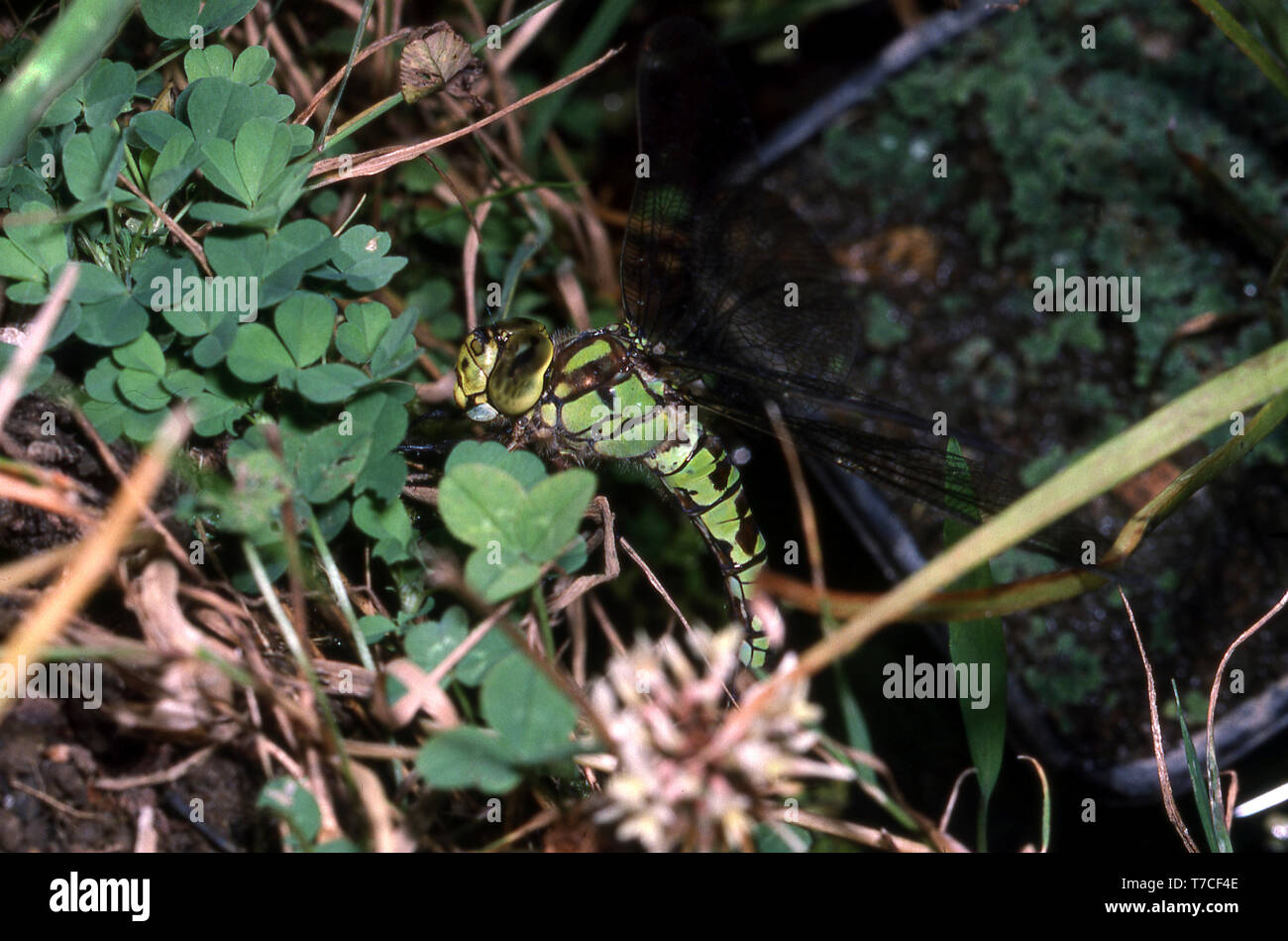 Südliche Aeshna cyanea AESHNA EIER () Stockfoto