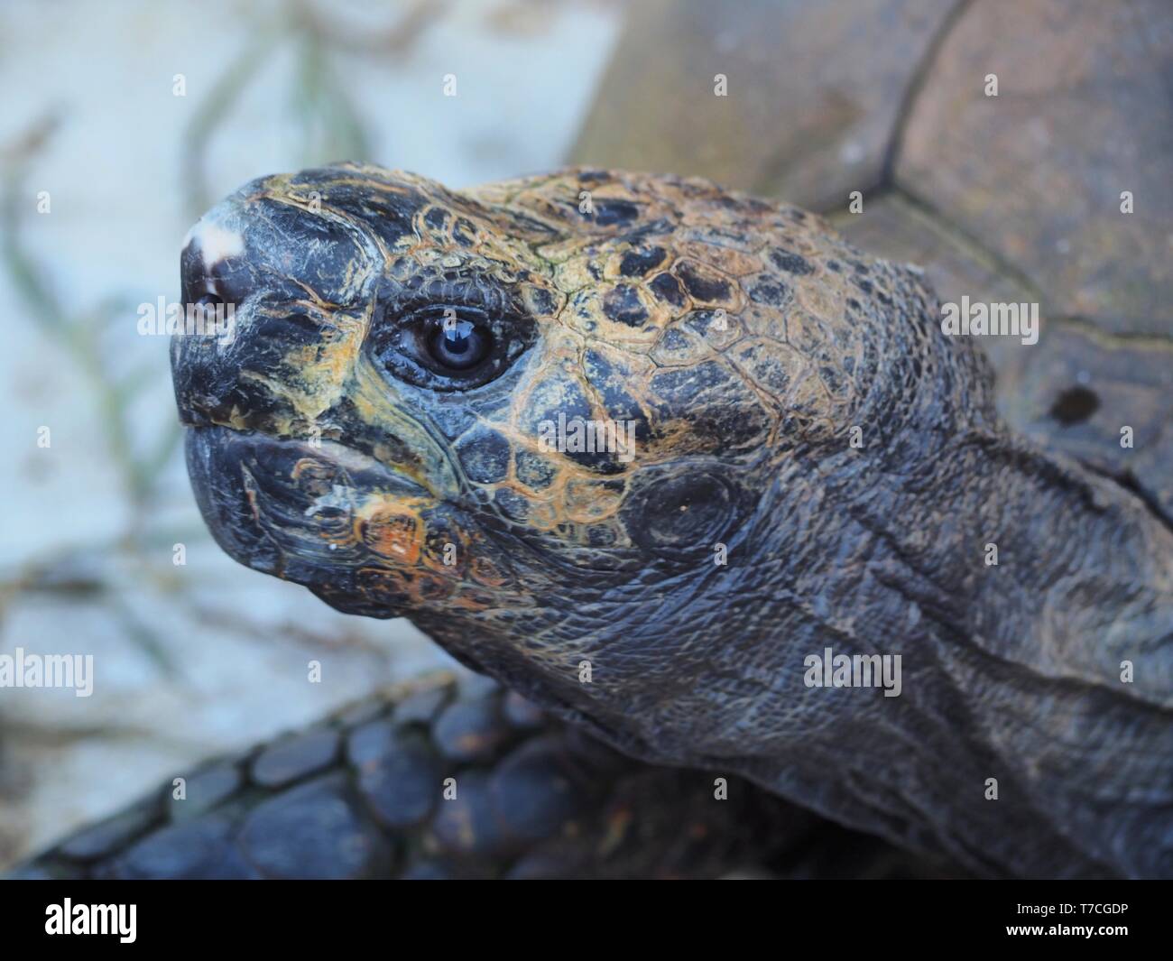In der Nähe der Schildkröte Kopf füllen fast das gesamte Bild. Stockfoto