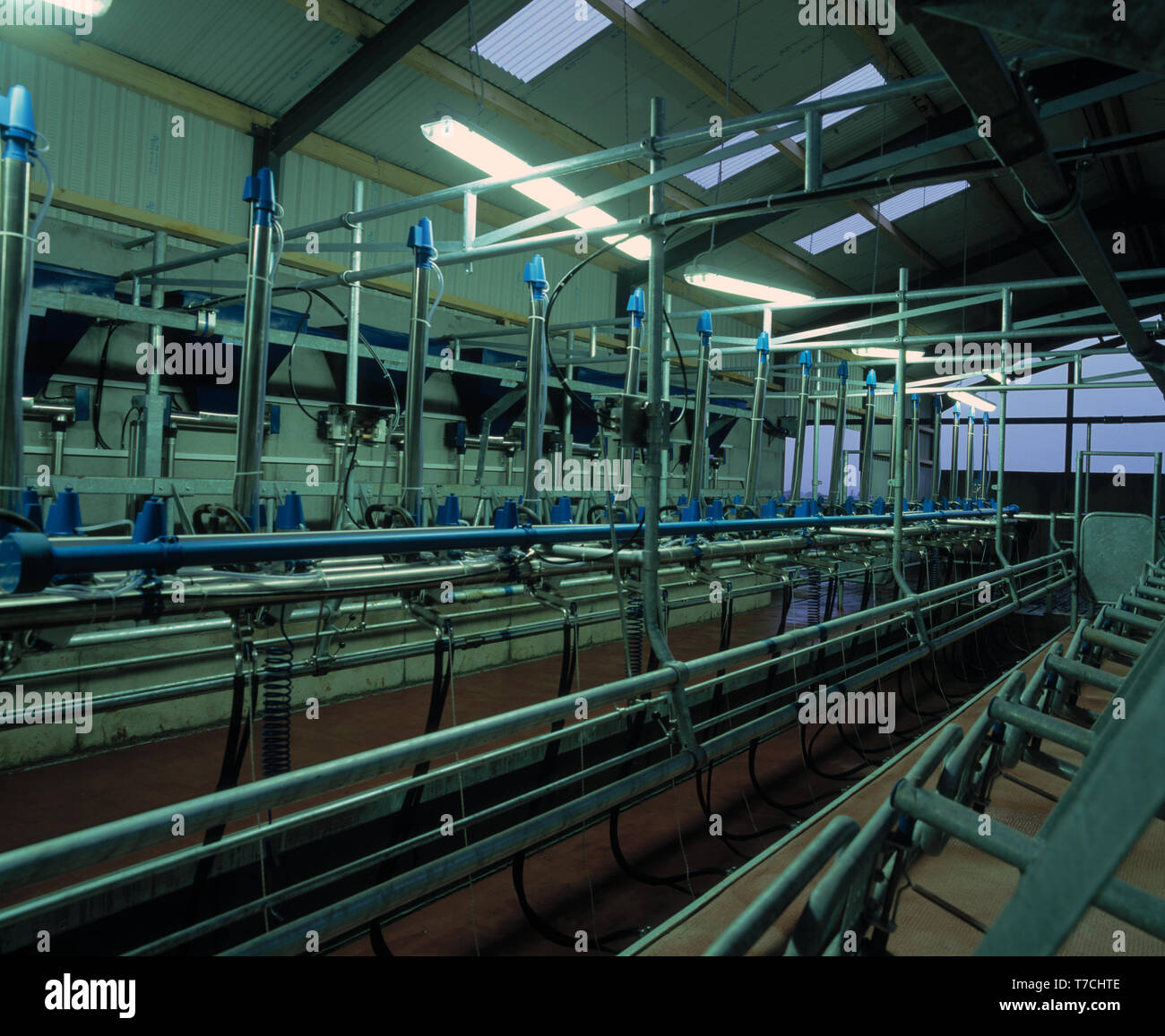 Die moderne Landwirtschaft Melkstand, County Kerry, Irland Stockfoto
