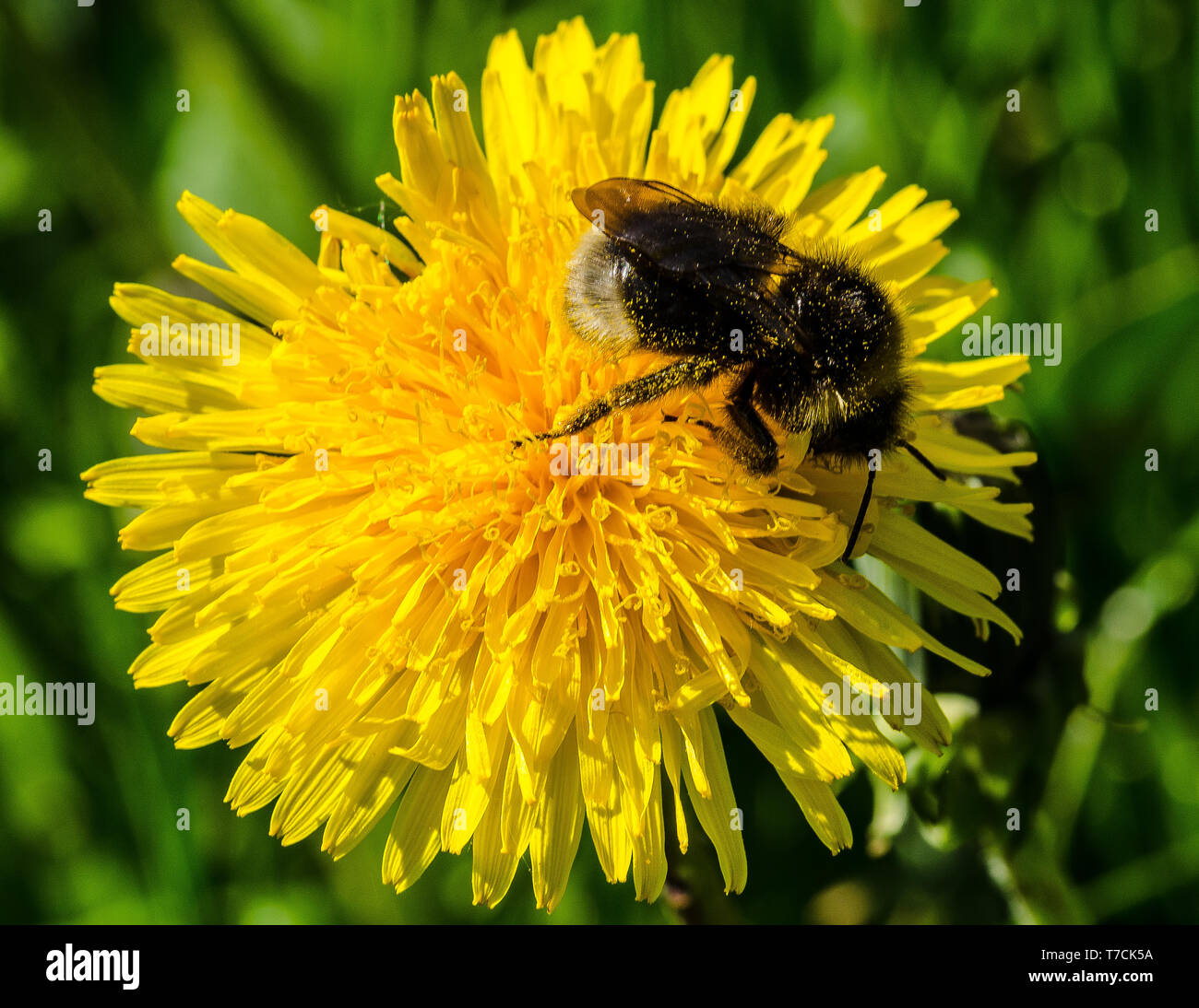 Hummeln Freisetzung der Pollen auf viele Blumen von "brummt" die Muskeln, die Sie für die Fliegerei. Einige dieser freigegeben Pollen klebt an Ihnen. Stockfoto