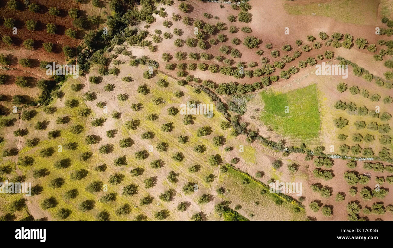 Olivenhaine in Marokko im Luftbild Stockfoto