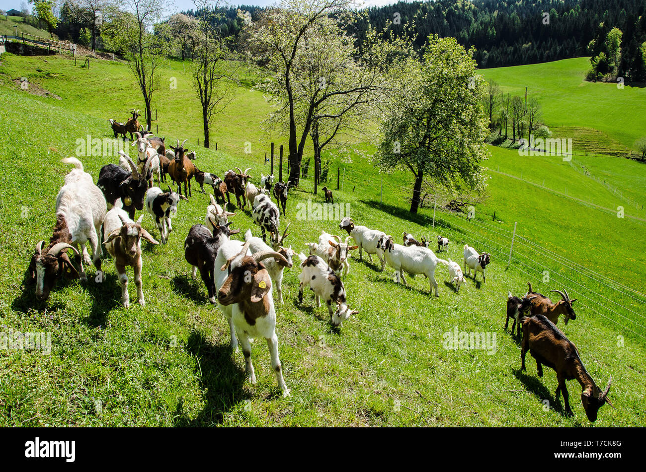 Tauernsheck Ziege Rasse Informationen. Die Tauernsheck Ziege ist ein Molkerei-ziege Rasse hauptsächlich zur Erzeugung von Milch verwendet. Die Rasse ist aus Österreich. Stockfoto