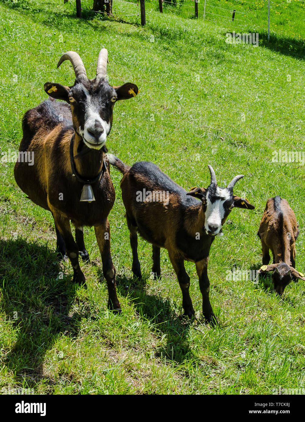 Tauernsheck Ziege Rasse Informationen. Die Tauernsheck Ziege ist ein Molkerei-ziege Rasse hauptsächlich zur Erzeugung von Milch verwendet. Die Rasse ist aus Österreich. Stockfoto