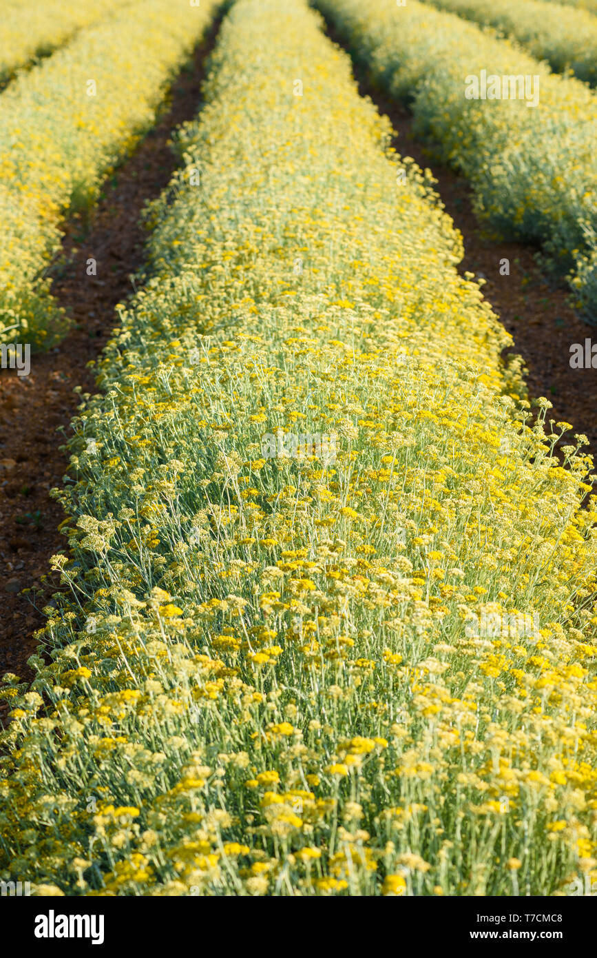 Schafgarbe Feld. Zeilen der blühenden Goldene gelbe Schafgarbe Landwirtschaft in der Nähe von valensole Provence eingereicht Stockfoto