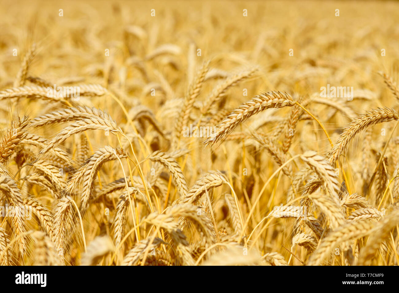 Weizenfeld golden im Juli reife Ernte bereit Stockfoto