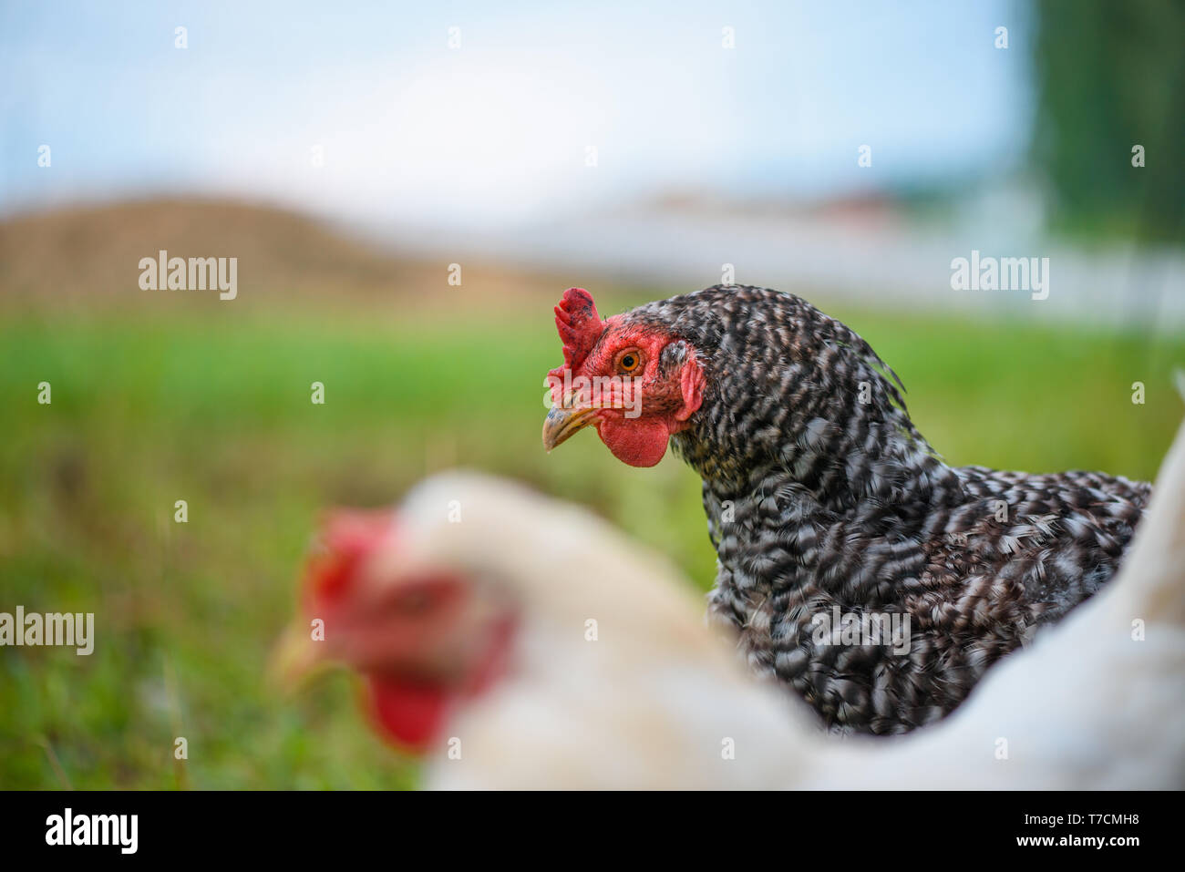 Gras gefüttert Ei - Legehennen Hühner auf der Wiese Closeup Portrait zu Kamera suchen Stockfoto