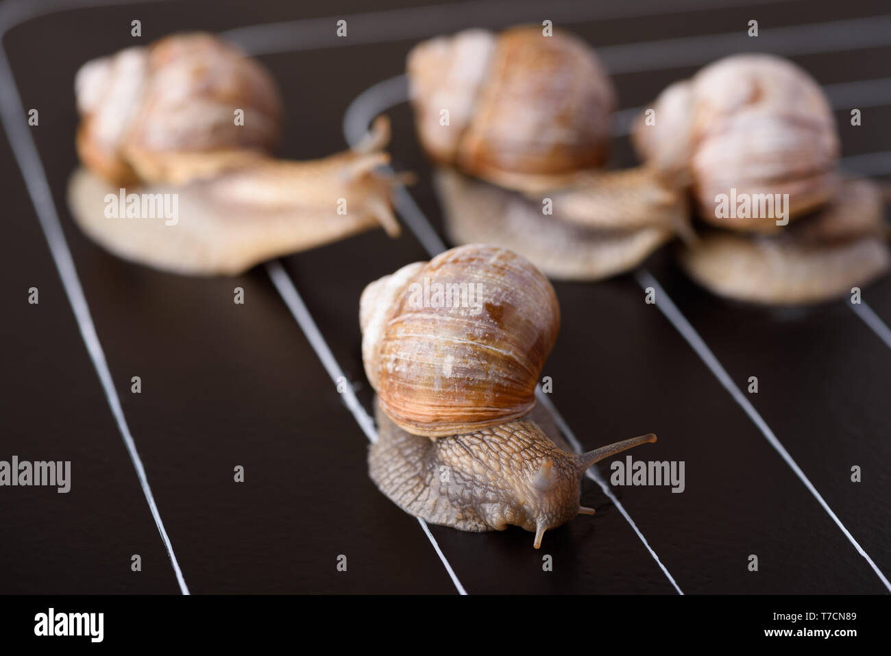 Schnecke Rennen auf Schiene Linien Makro Konzept Stockfoto