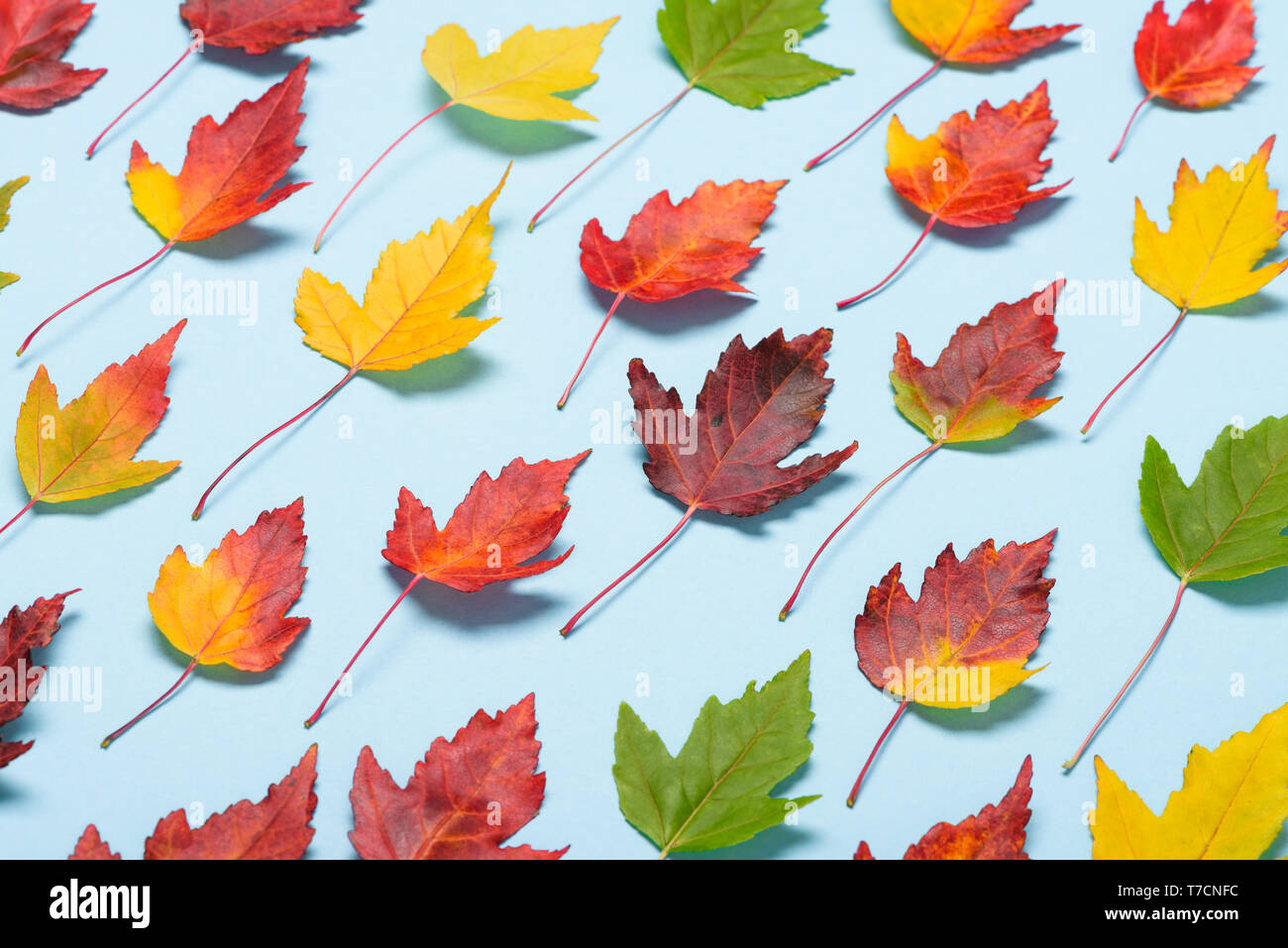 Herbst treibt auf hellen Hintergrund Stockfoto