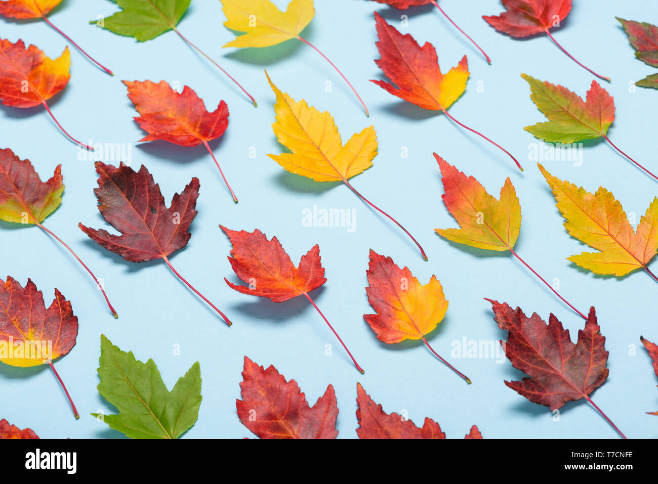 Herbst Blätter fallen Farben auf hellen Hintergrund Stockfoto