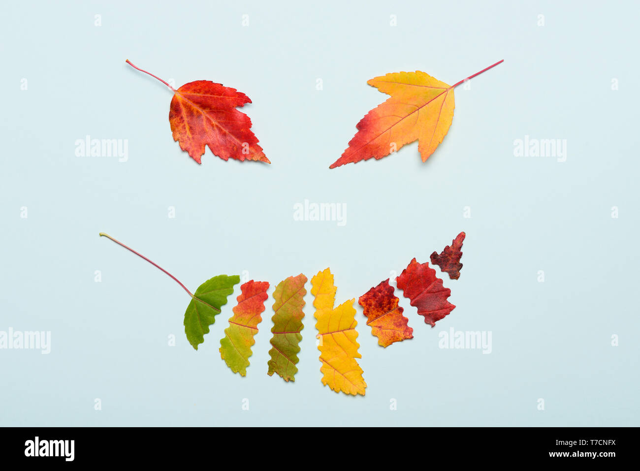 Herbst Blätter geschnitten bunten Farbverlauf Übergang kreative Anordnung Lächeln Gesicht. Stockfoto