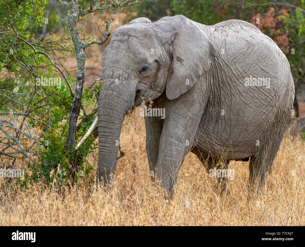 Afrikanischer Elefant Loxodonta africana mit gerillt faltige Haut essen goldene Gerste Gras Ol Pejeta Conservancy Kenia Ostafrika wallpaper Stockfoto