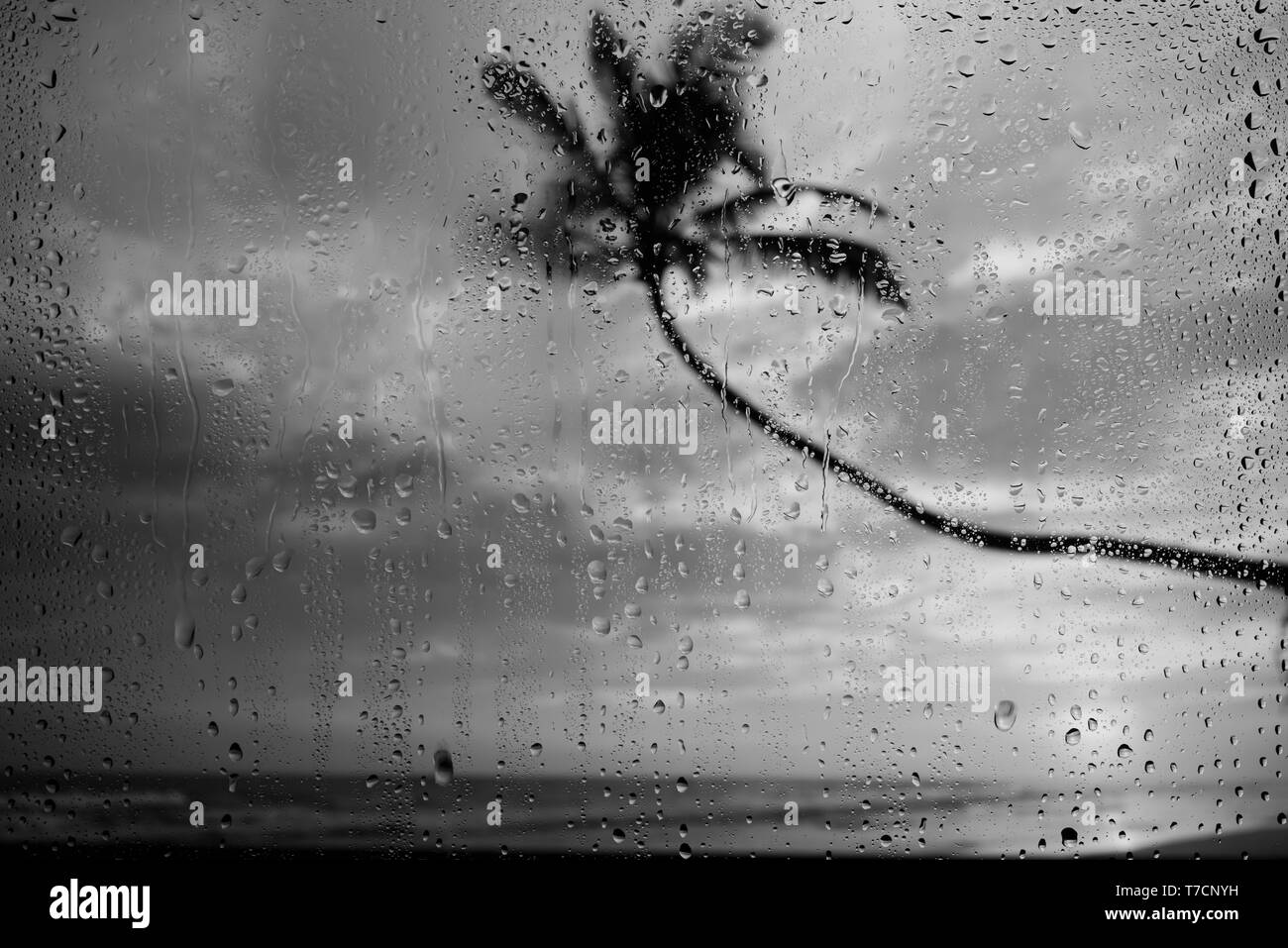 Regenzeit Monsun am tropischen Strand Wassertropfen auf das Glas und Palm Tree Silhouette Stockfoto