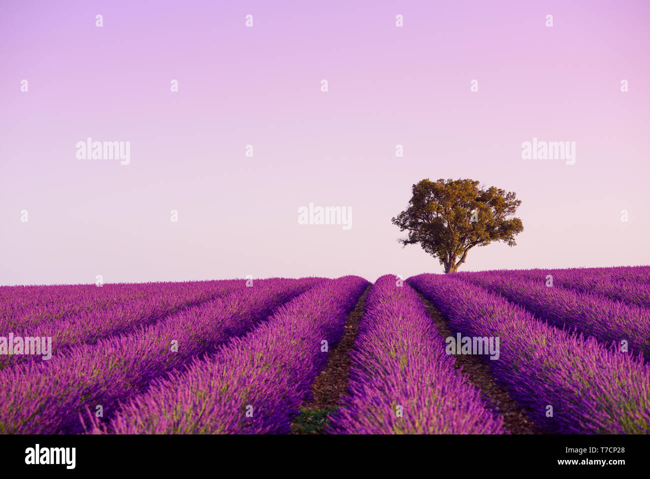 Einsame Eiche auf dem blühen Lavendel Feld in Valensole Provence Frankreich bei Sonnenaufgang Stockfoto