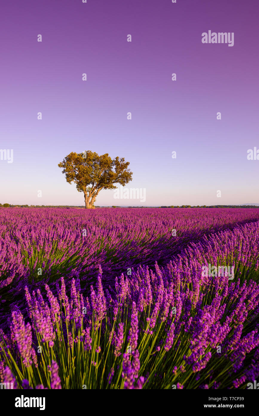Lavendelfeld mit einsamen Eiche bei sunsise Stockfoto