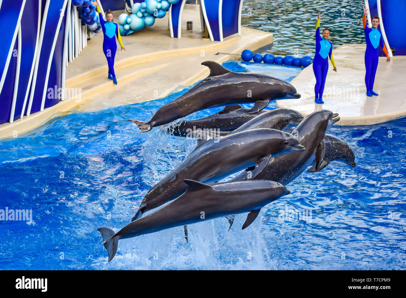 Orlando, Florida. 25. Dezember 2018. Dolphin jumping in bunten Dolphin Tag zeigen; es ist eine festliche Feier unserer natürlichen Welt in Seaworld Stockfoto