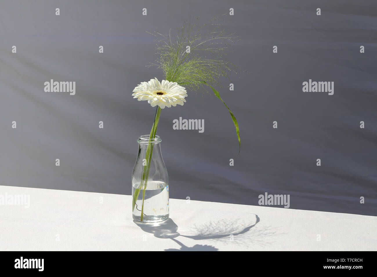 Schöne weiße Blume steht in eine Flasche Wasser. Stockfoto