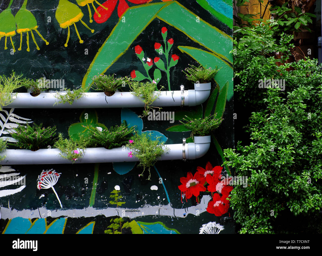 Nette Idee ziemlich Lebensraum zu machen, Blumentöpfe aus Wasserleitungen an der Wand mit bunten Malerei Hintergrund, grüne Wand machen ziemlich Weg Stockfoto