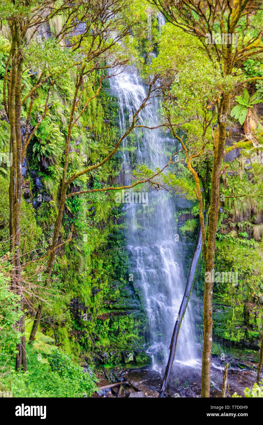 Erskine Falls Wasserfälle 30 Meter in einen schönen Baum Fern Gully - Lorne, Victoria, Australien Stockfoto