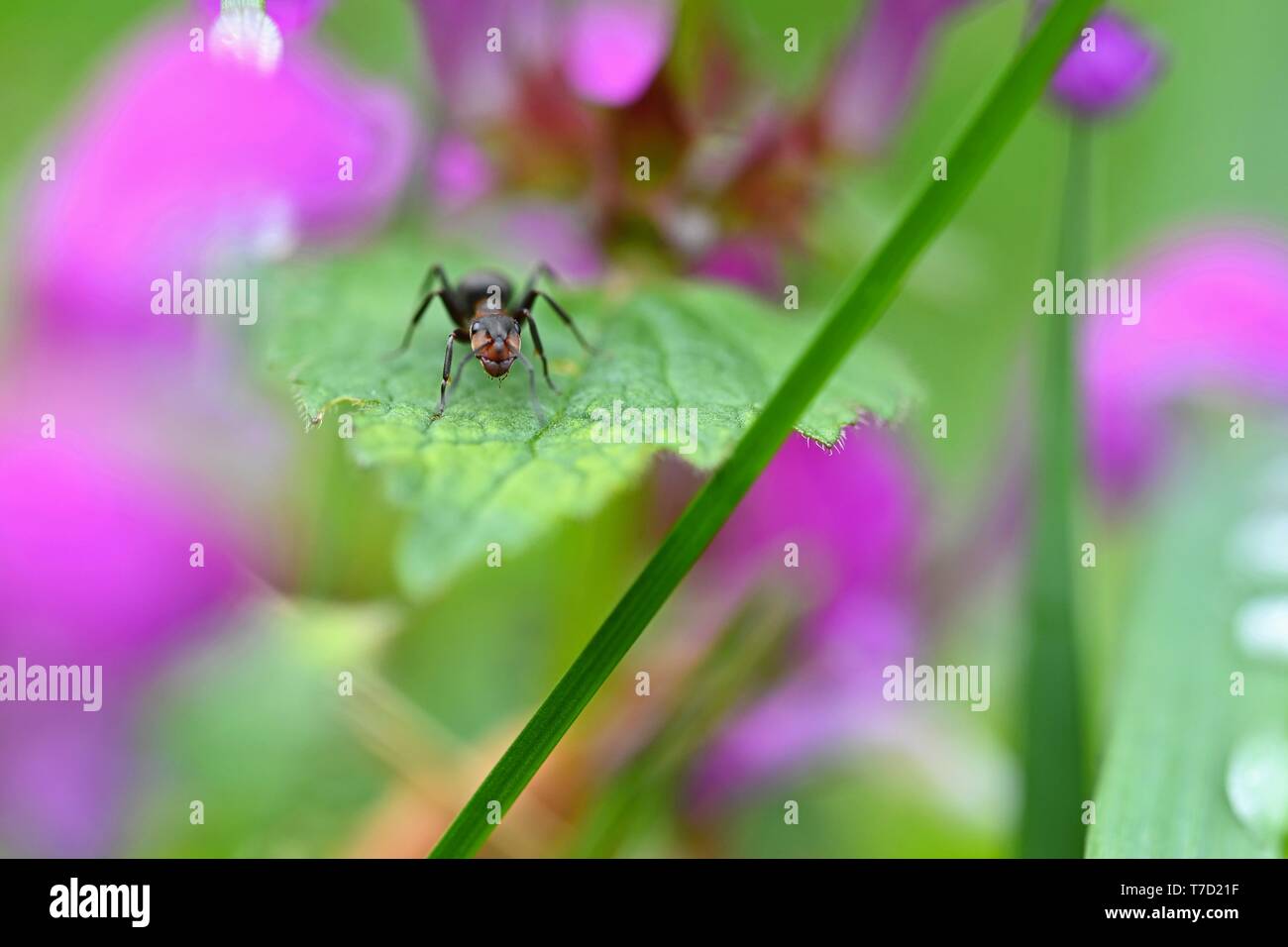 Schöne Makroaufnahme der Ameise auf Blatt im Gras. Natürliche bunten Hintergrund. Stockfoto