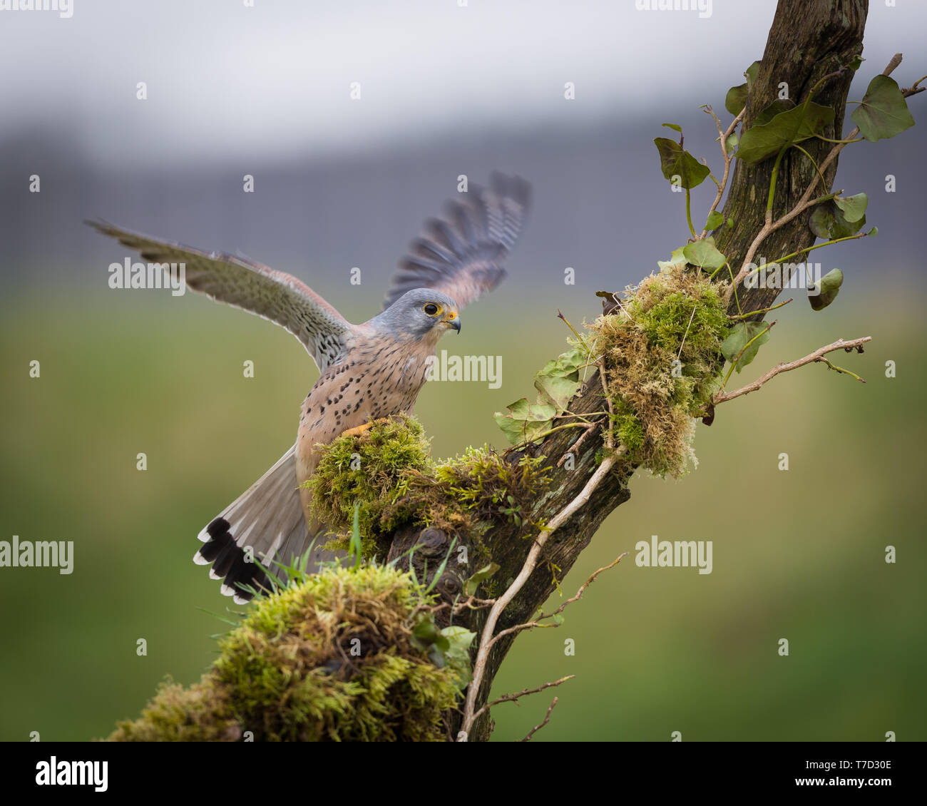 Männliche kestrel Balancing im Wind und Regen Stockfoto