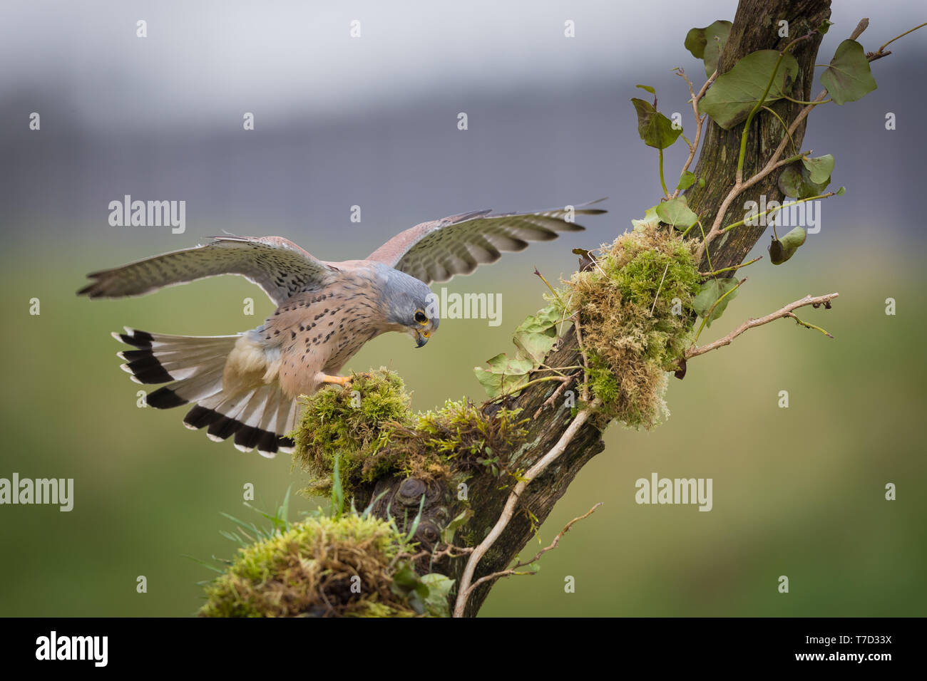 Männliche kestrel Balancing im Wind und Regen Stockfoto