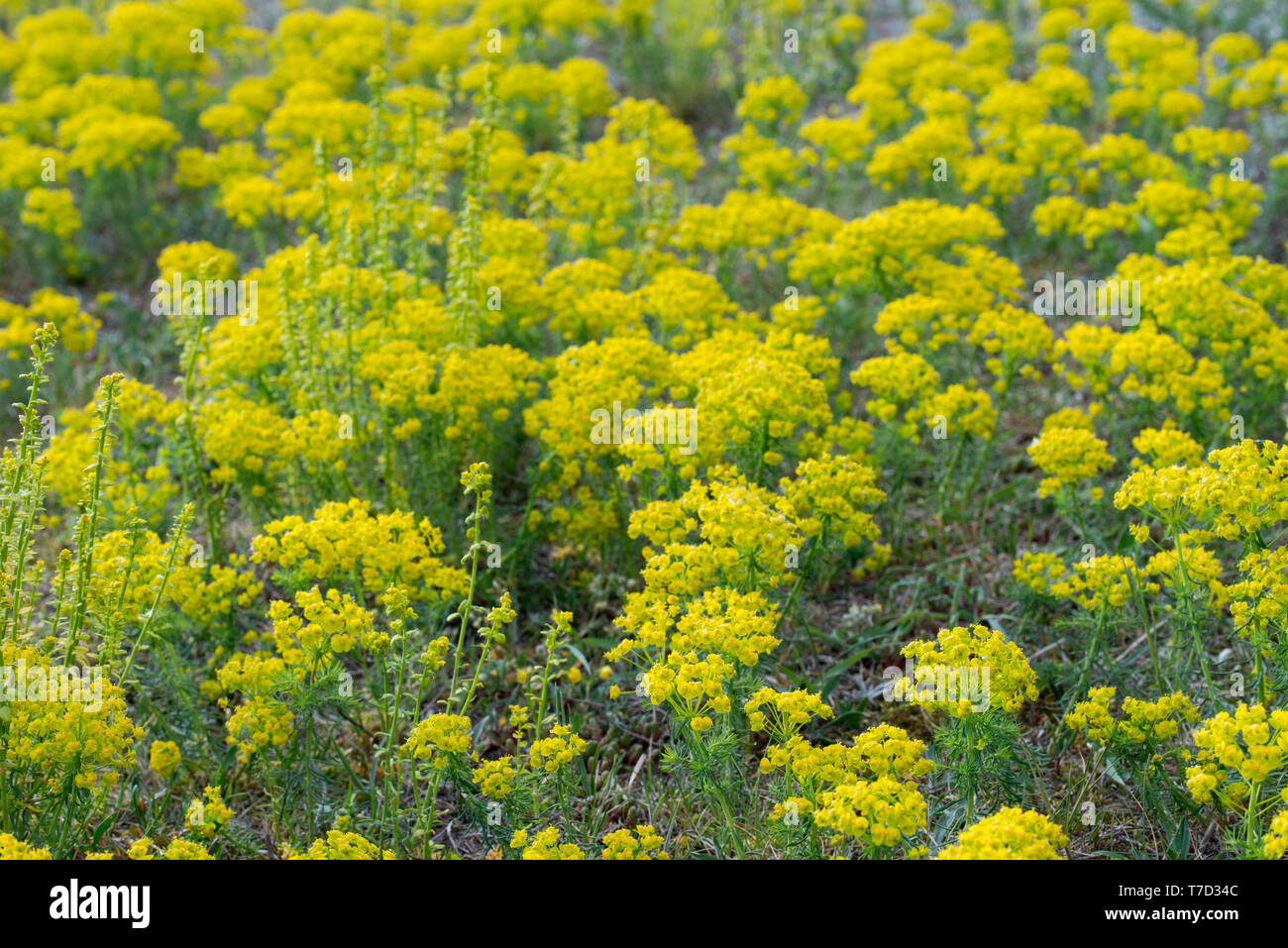 Euphorbia cyparissias, Zypressen wolfsmilch Blume Makro Stockfoto