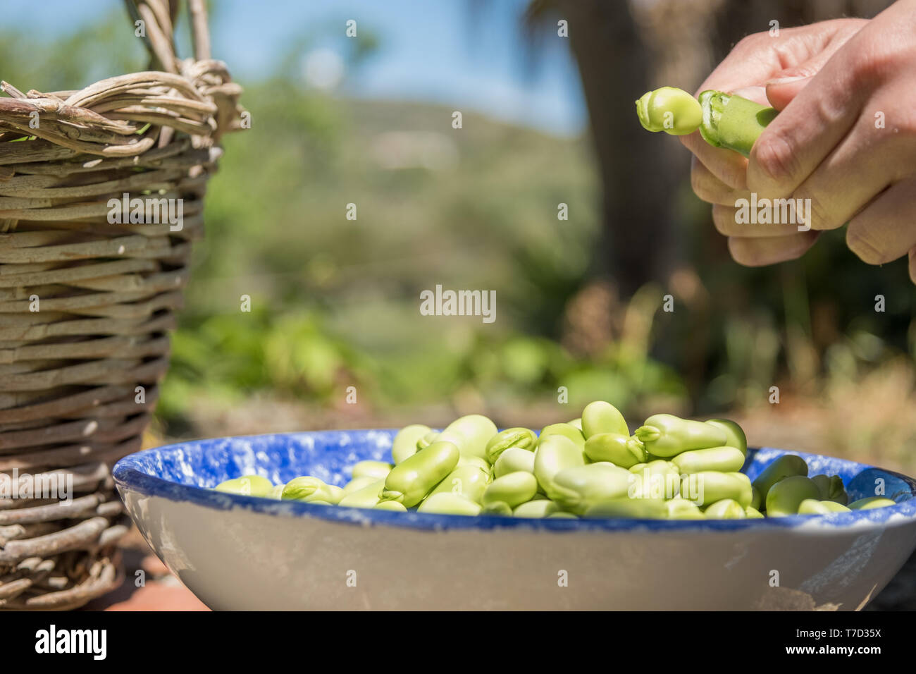 Weibliche Hände öffnen pods von frischen Bohnen. Bohne fallen auf einen Teller. Frisch Bohnen geerntet. Gesunde Ernährung, Landwirtschaft Stockfoto