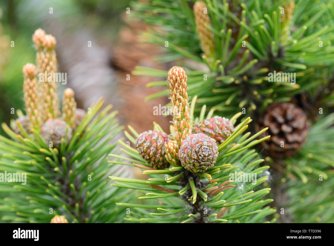 Pinus mugo, Kiefer junge Kegel und schießt auf Ästen Makro Stockfoto