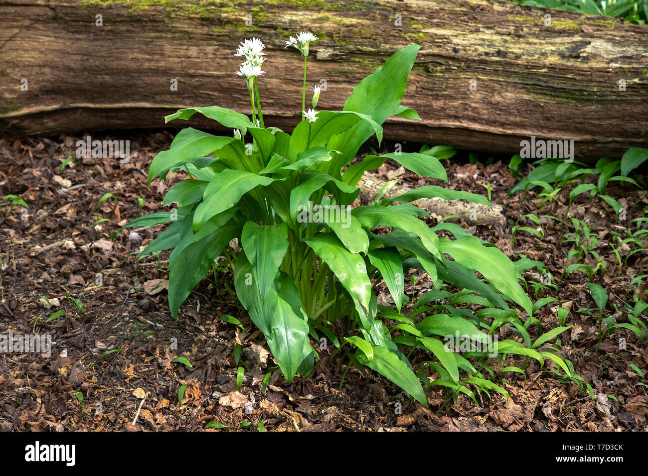 Single Bärlauch Pflanze in Blüte, Larmer Tree Gardens, Wiltshire GROSSBRITANNIEN. Stockfoto