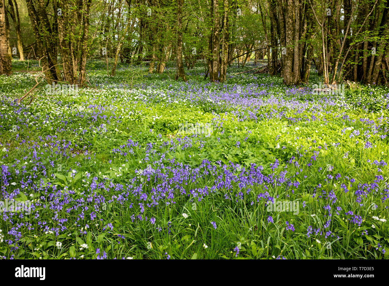 BLAUBLUMEN UND WILDE KNOBLAUCHBLÜTEN BILDEN BODENBEDECKUNG IM WALD IN WILTSHIRE UK Stockfoto