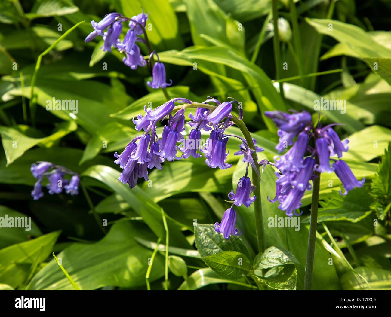 NAHAUFNAHME VON GEWÖHNLICHEN GLOCKENBLUMEN UND WILDEN KNOBLAUCHBLÜTEN, DIE BODENBEDECKUNG IM WALD IN WILTSHIRE UK BILDEN Stockfoto