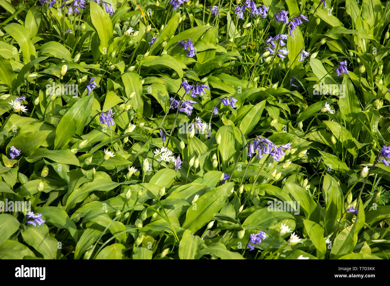 BLAUBLUMEN UND WILDE KNOBLAUCHBLÜTEN BILDEN BODENBEDECKUNG IM WALD IN WILTSHIRE UK Stockfoto