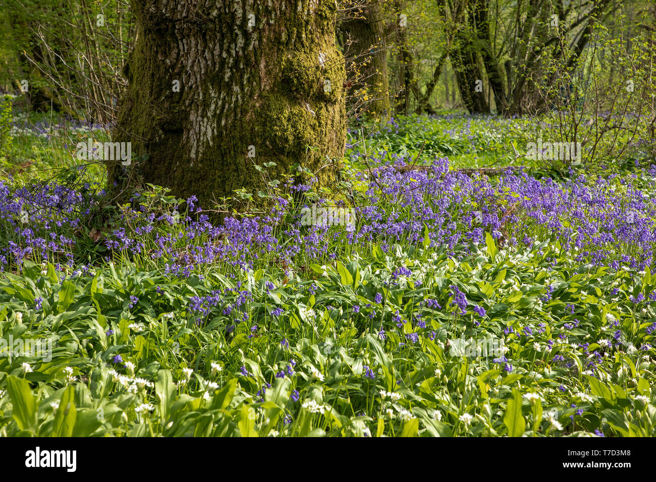 BLAUBLUMEN UND WILDE KNOBLAUCHBLÜTEN BILDEN BODENBEDECKUNG IM WALD IN WILTSHIRE UK Stockfoto