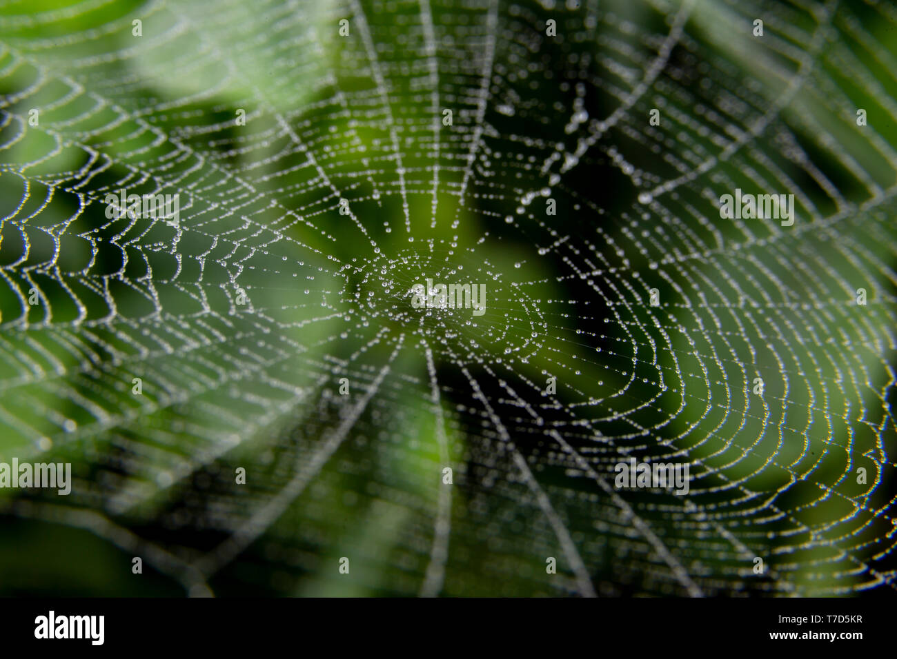 Süße Spinnennetz mit einigen kleinen Regentropfen und eine Spinne Stockfoto