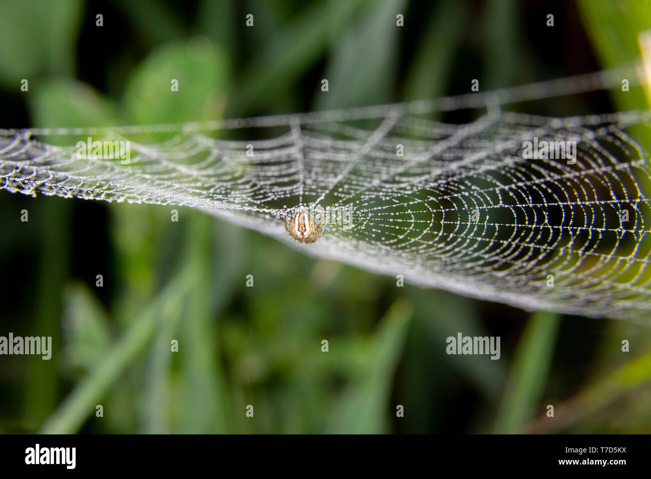 Süße Spinnennetz mit einigen kleinen Regentropfen und eine Spinne Stockfoto