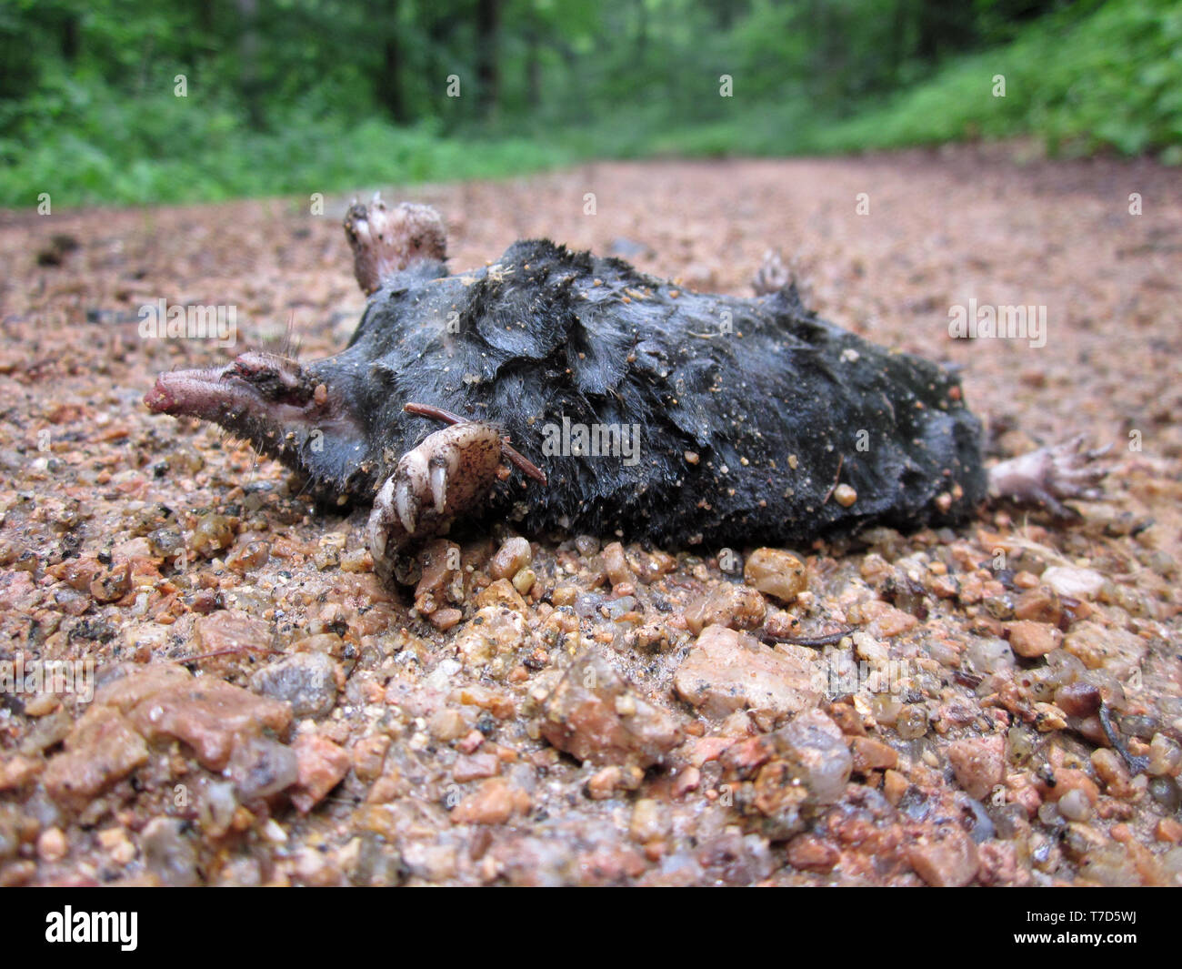 Toten Maulwurf auf Forstweg in den Wald Stockfoto