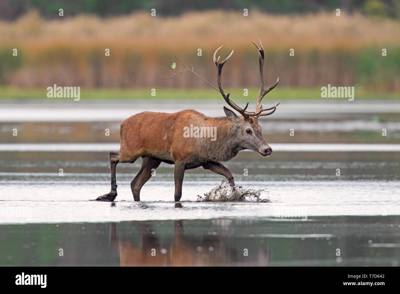 Einsame Rotwild (Cervus elaphus) Rothirsch Kreuzung seichten Wasser von See/Teich/Fluss während der Brunft im Herbst/Herbst Stockfoto