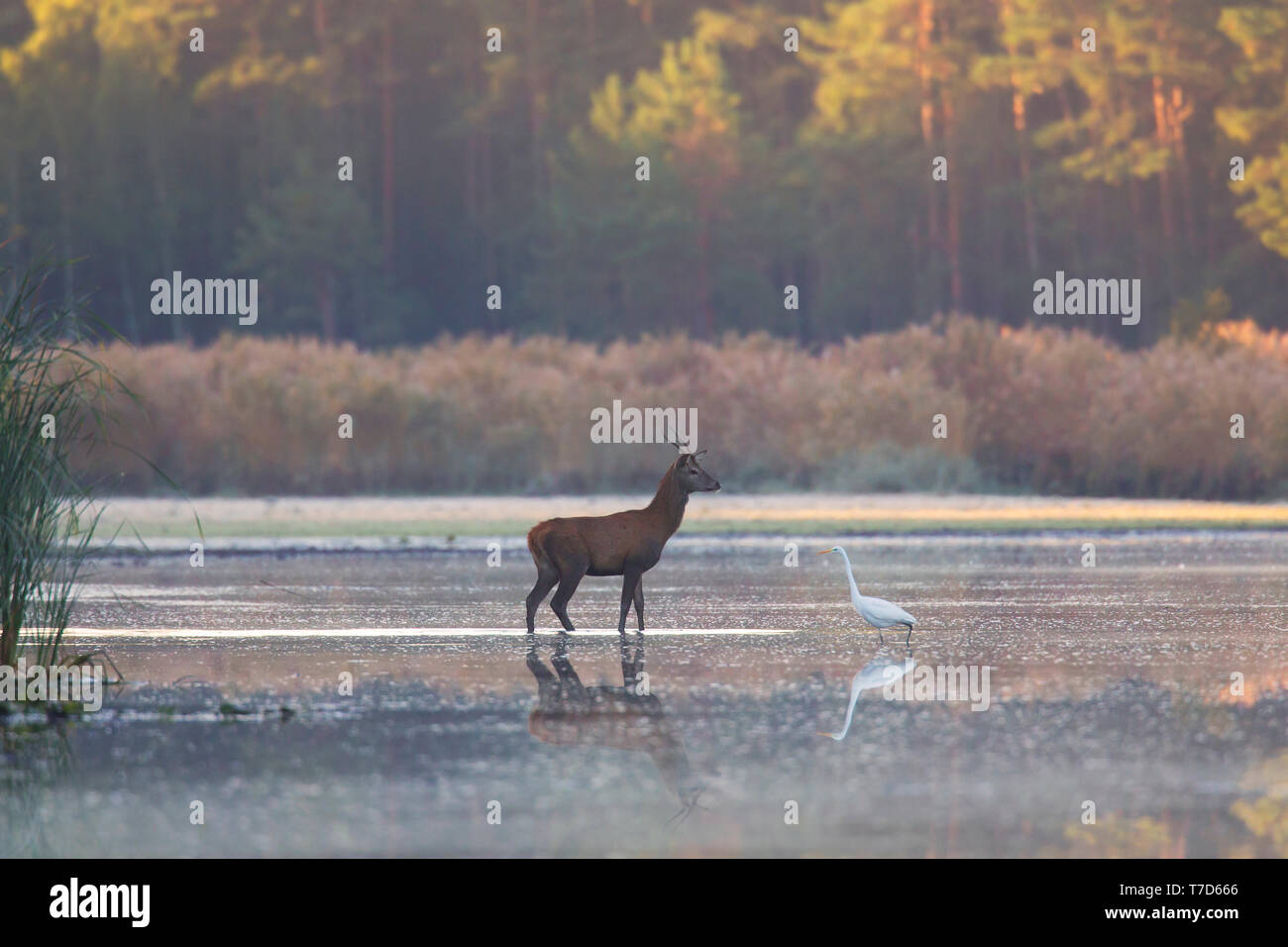 Einsame Rotwild (Cervus elaphus) Rothirsch und Silberreiher (Ardea alba) stehen im seichten Wasser des Sees/stream/River im Herbst/Herbst Stockfoto