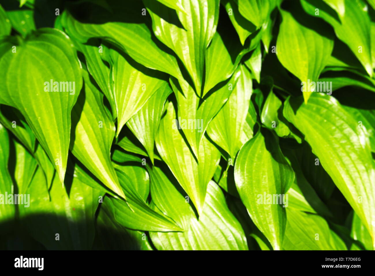 Grüne Blätter von Big Daddy Stockfoto