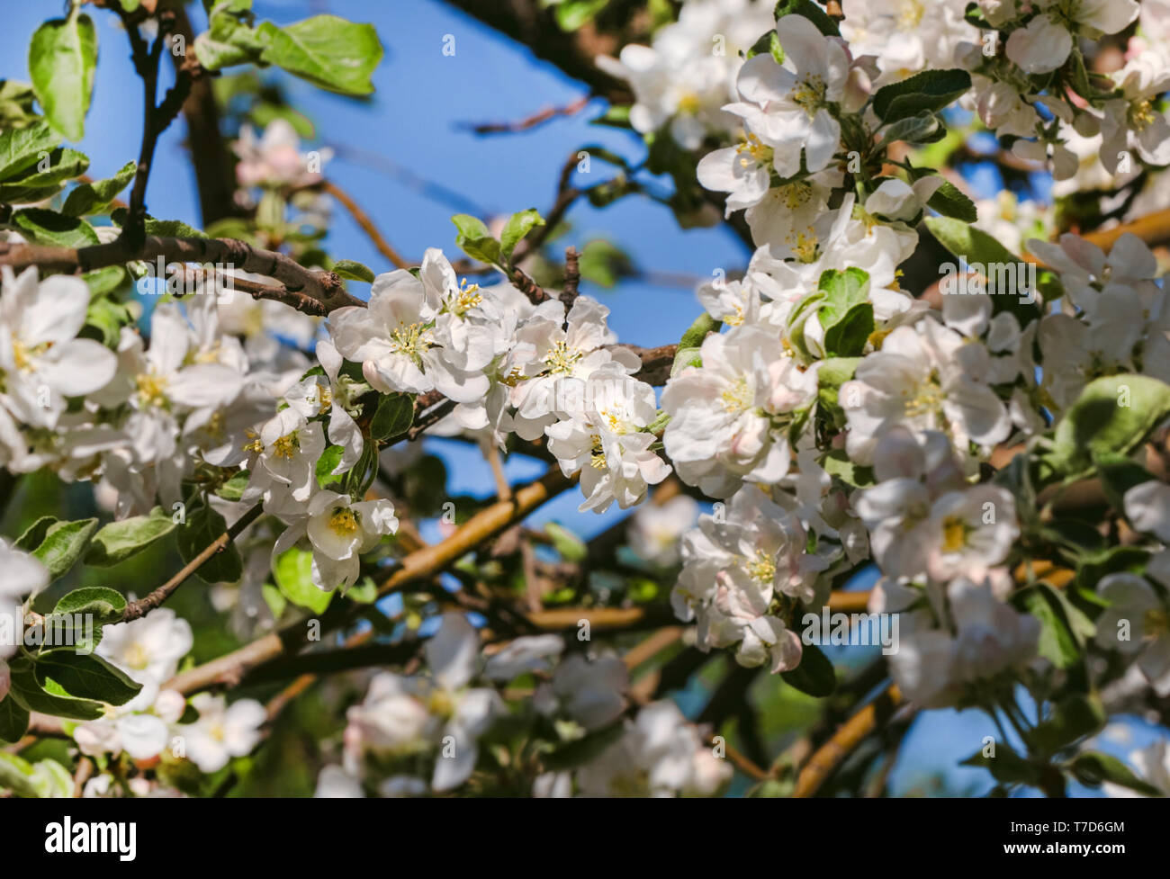 Schönen Frühling frische weiße Apple Blossom Flowers Stockfoto