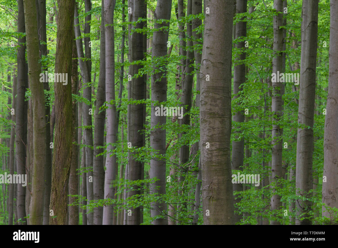 Gemeinsame europäische Buche/Buche (Fagus sylvatica) Bäume in Laubwald im Frühjahr Stockfoto