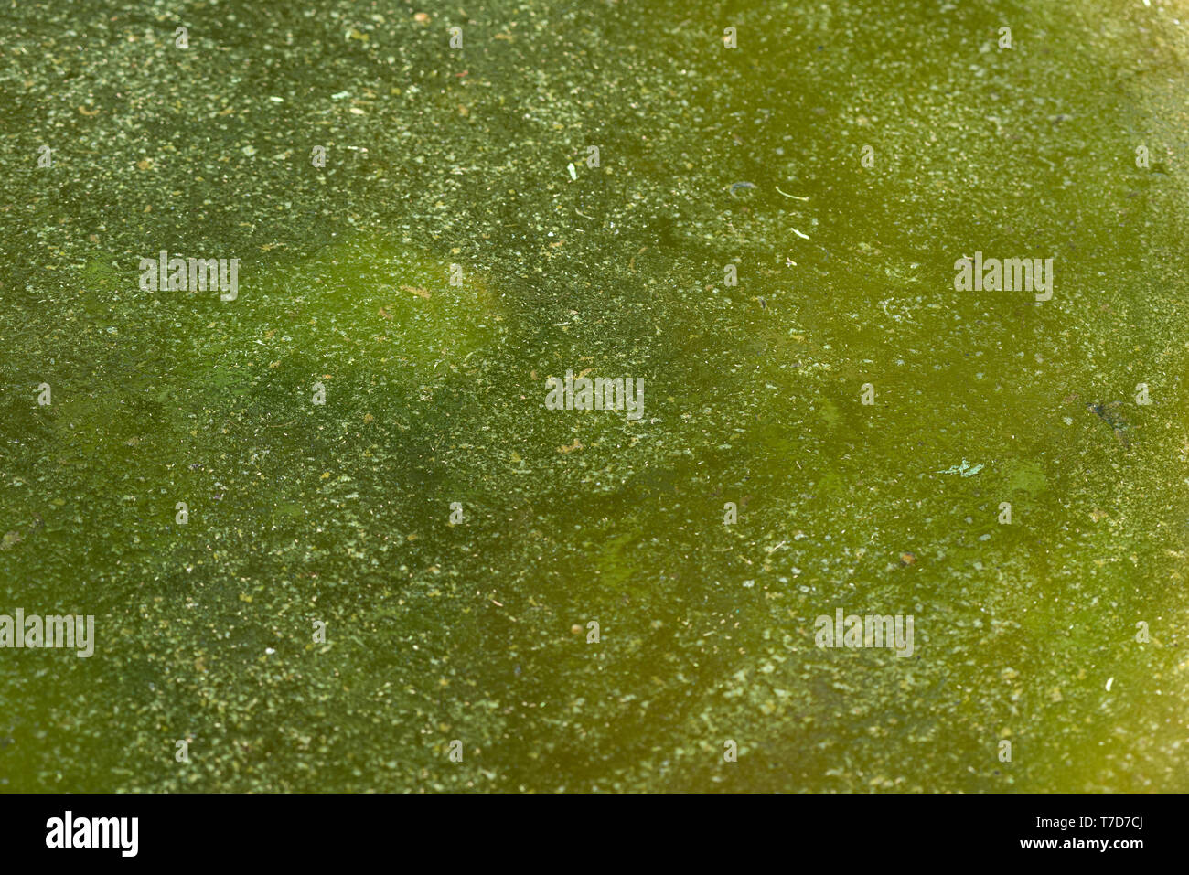 Grüne Algen wachsen im stagnierenden Wasser Stockfoto