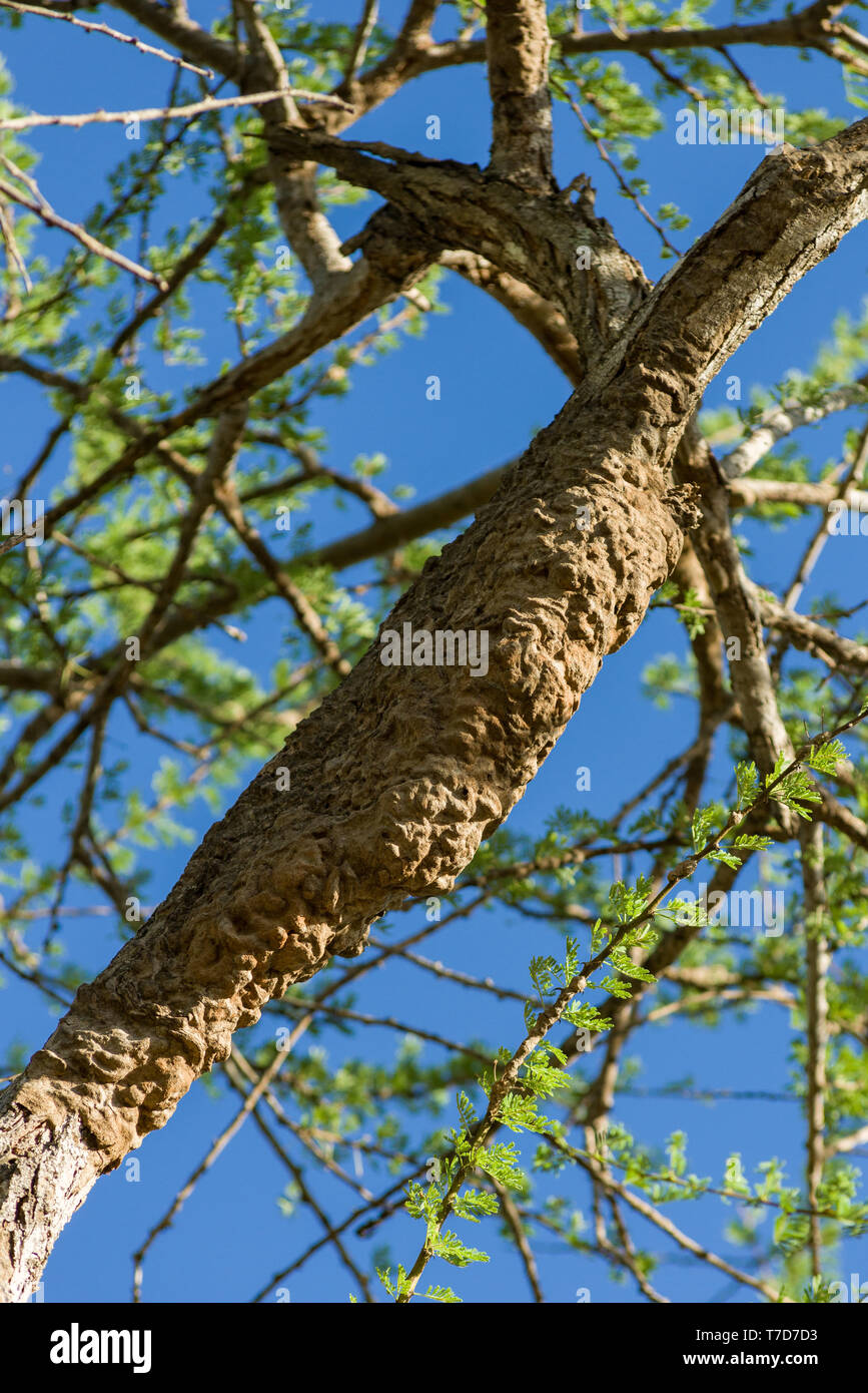 Safari ant (Dorylus) Schlamm Nest auf einer Akazie tree branch, Kenia Stockfoto