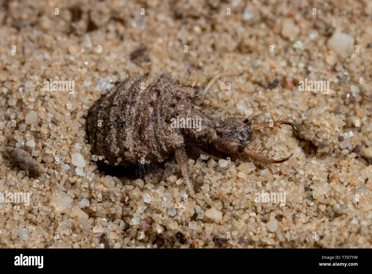 Antlion, (Myrmeleon bore) Stockfoto