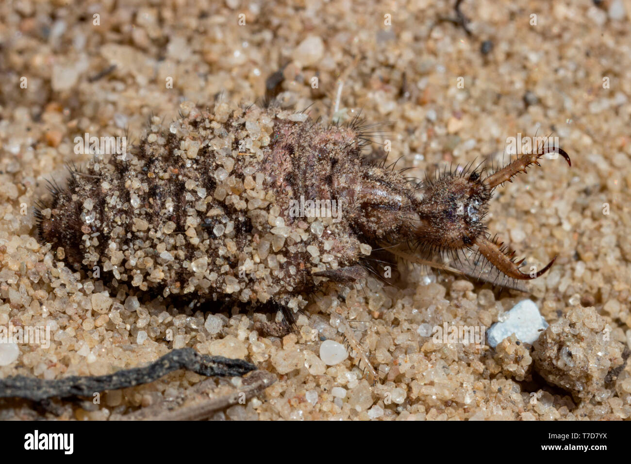 Antlion, (Myrmeleon bore) Stockfoto