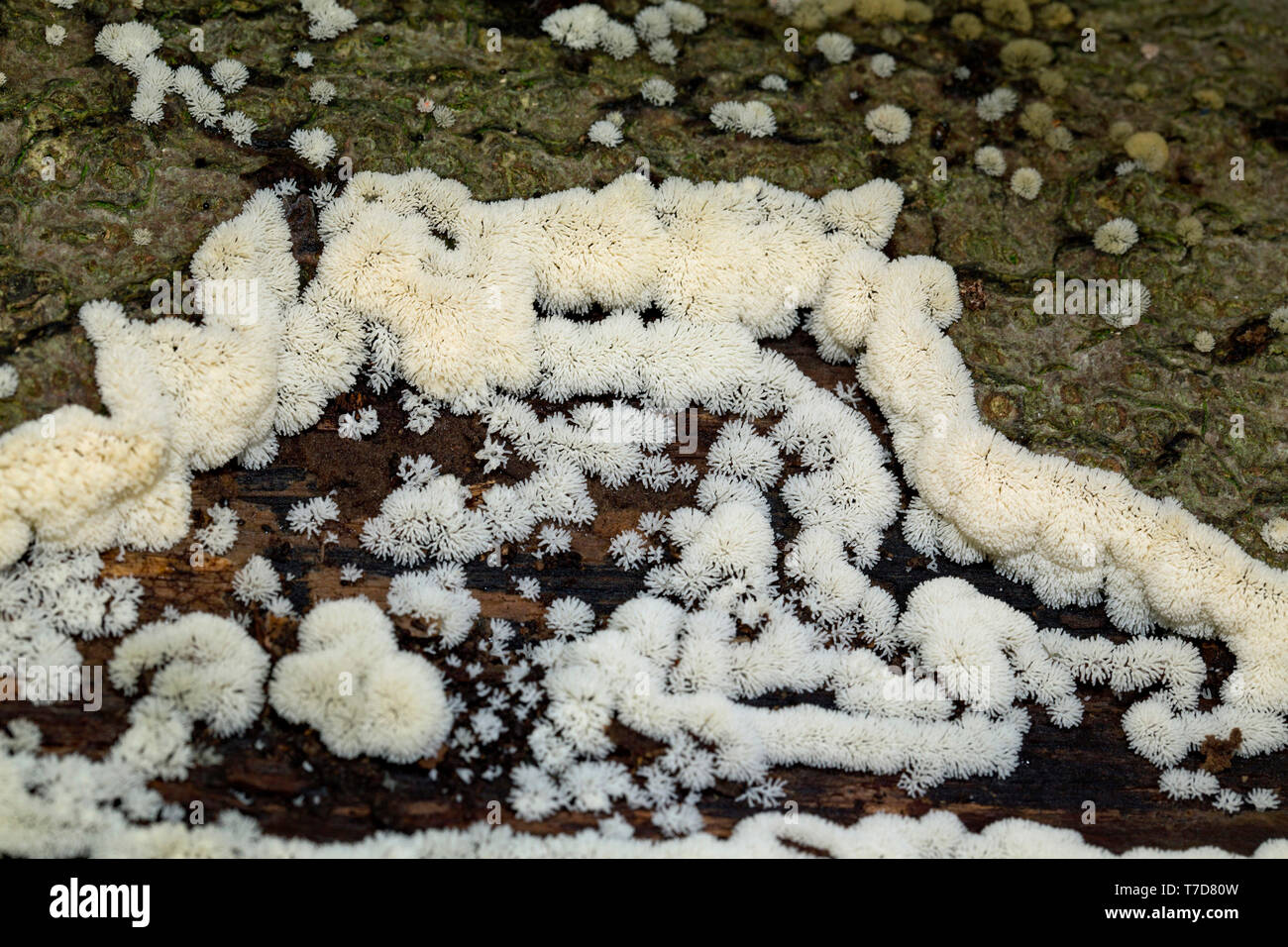 Geweih-förmige Schleim Pilz, Ceratiomyxa fruticulosa () Stockfoto