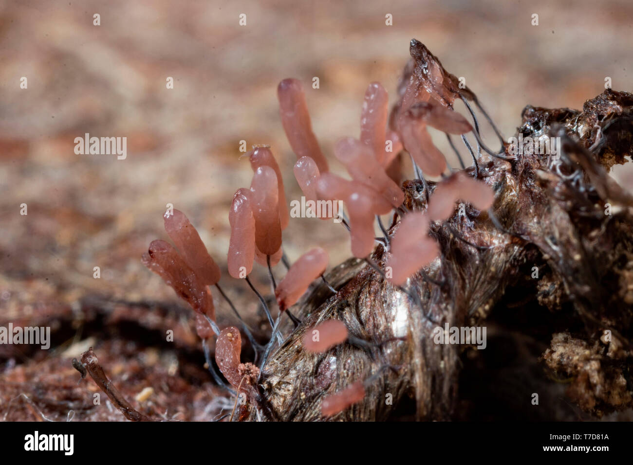 Stemonitopsis, (Stemonitopsis typhina) Stockfoto