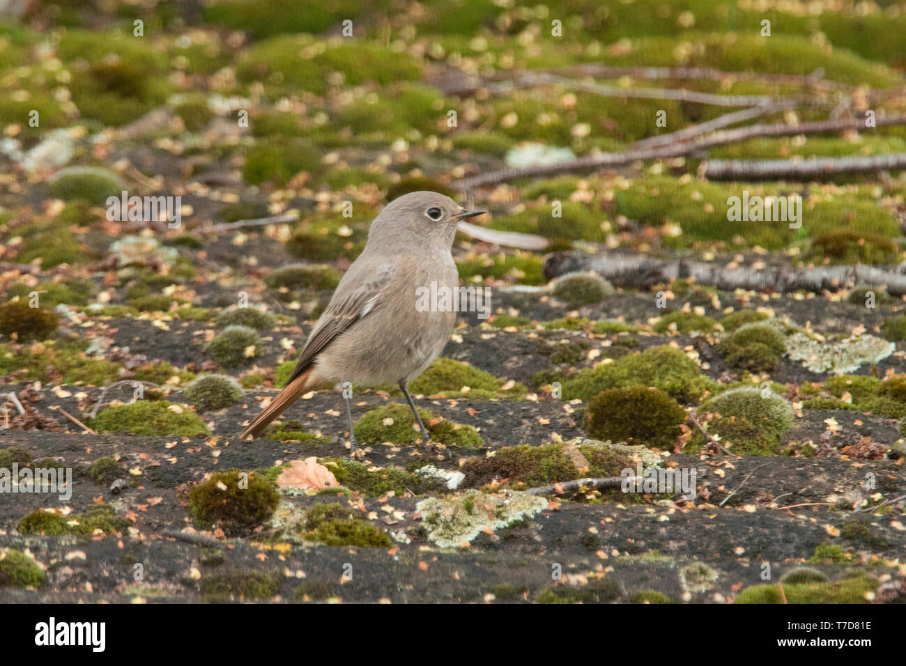 Black Redstart, weiblich, (Phoenicurus ochruros) Stockfoto